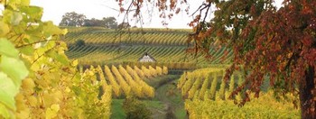 Vignoble de Dorlisheim à coté du gîte à l'automne